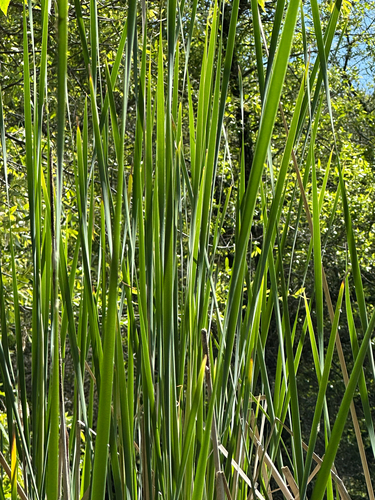iNaturalist observation photo of southern cattail