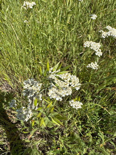 iNaturalist observation photo of common yarrow