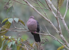 Patagioenas plumbea