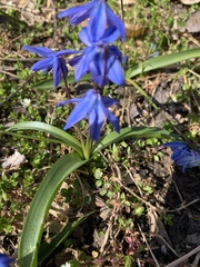 Scilla siberica