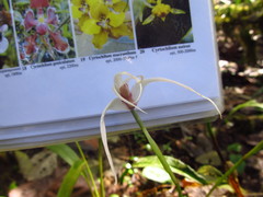 Maxillaria ecuadorensis