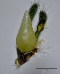 Cryptantha flaccida