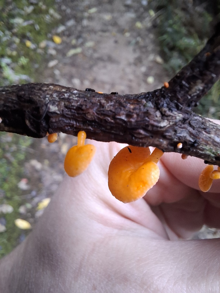 Favolaschia claudopus · April 2026 · photo: © armillariabianca (iNaturalist, cc0)