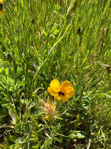 iNaturalist observation photo of California Golden Violet