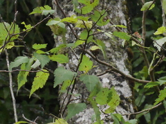 Plagianthus regius regius