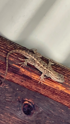 iNaturalist observation photo of Western Fence Lizard