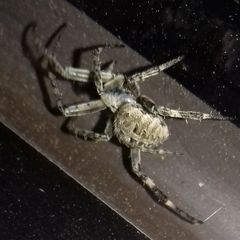 Neoscona nautica