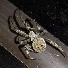 Neoscona nautica