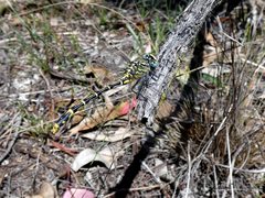 Austrogomphus australis