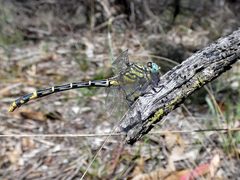 Austrogomphus australis