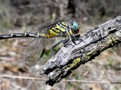 Austrogomphus australis
