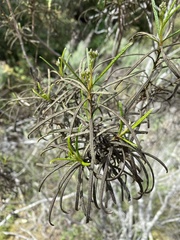 Eriodictyon altissimum