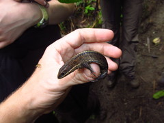 Pholidobolus vertebralis