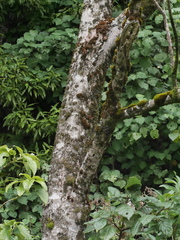 Plagianthus regius regius