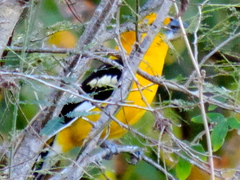 Pheucticus chrysopeplus