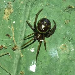 Steatoda grossa