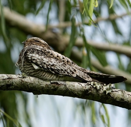 Common Nighthawk (Chordeiles minor), photo 7