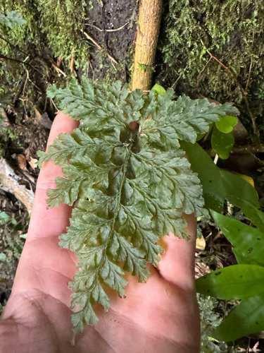 Vandenboschia davallioides observed 2026-04-23