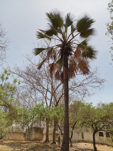 Borassus akeassii