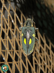 Polyclaeis longicornis