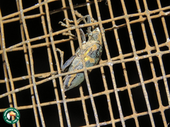 Polyclaeis longicornis