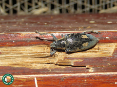 Polyclaeis longicornis