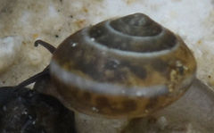 Praticolella berlandieriana