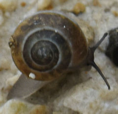 Praticolella berlandieriana