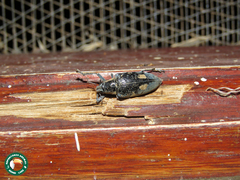 Polyclaeis longicornis