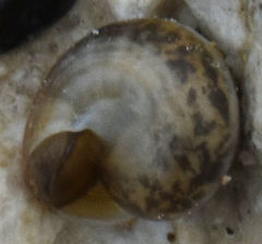 Praticolella berlandieriana