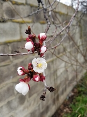 Prunus