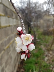Prunus