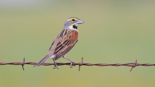 Dickcissel (Spiza americana), photo 6