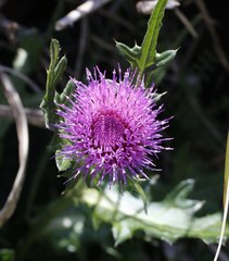 Cirsium japonicum
