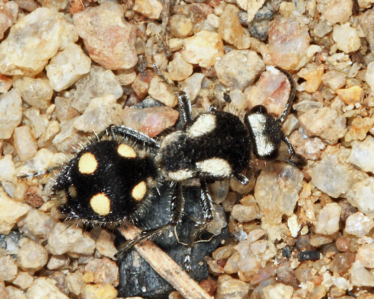 Traumatomutilla americana