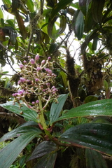 Miconia robinsoniana