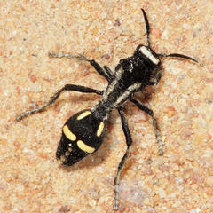 Traumatomutilla indica