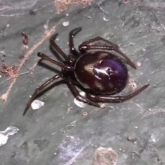 Steatoda grossa
