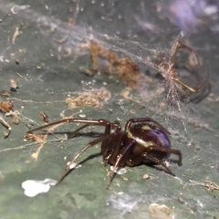 Steatoda grossa