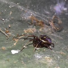 Steatoda grossa