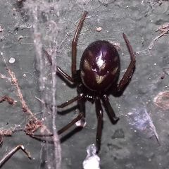 Steatoda grossa