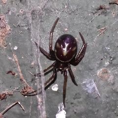 Steatoda grossa