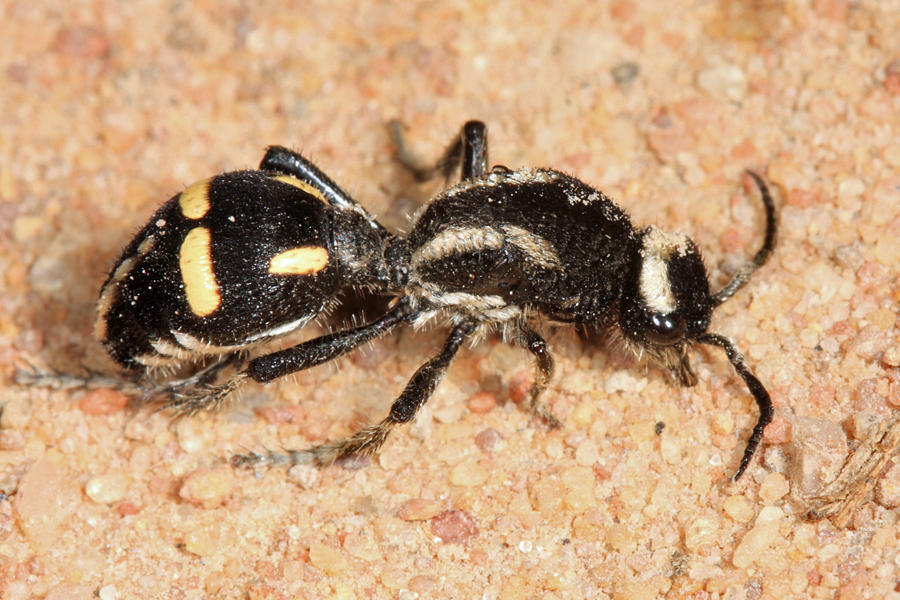 Traumatomutilla indica