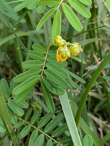 Senna barronfieldii observed 2026-04-23