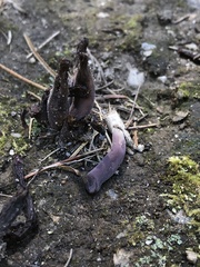 Alloclavaria purpurea