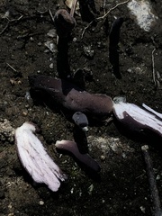 Alloclavaria purpurea