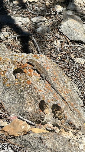 iNaturalist observation photo of Sceloporine Lizards