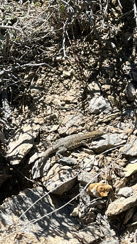 iNaturalist observation photo of Common Side-blotched Lizard