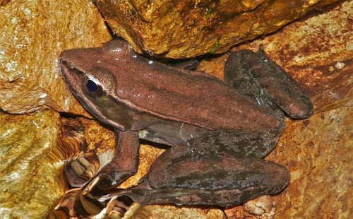 Highland Frog