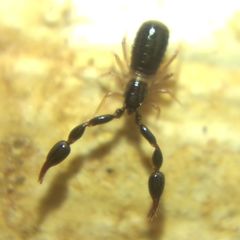 Pseudoscorpiones